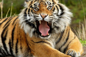 В одному з зоопарку польща, тигр розірвав у скибочки доглядача В одному з зоопарку польща, тигр розірвав у скибочки доглядача